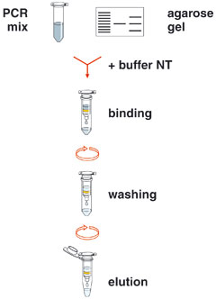 Pcr Cleanup And Gel Extractionthe Two In One Kit